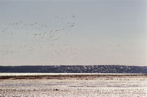 Flock of Geese Descending upon a Wooded Stream - A Masterful Depiction of Nature and Tranquility!