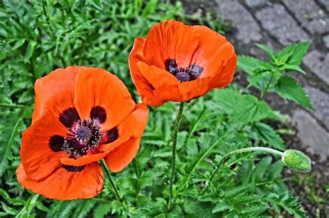 The Poppy Papaver: A Kaleidoscope of Emotion and Symbolic Blossoming!